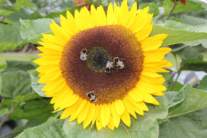Sunflower Bees