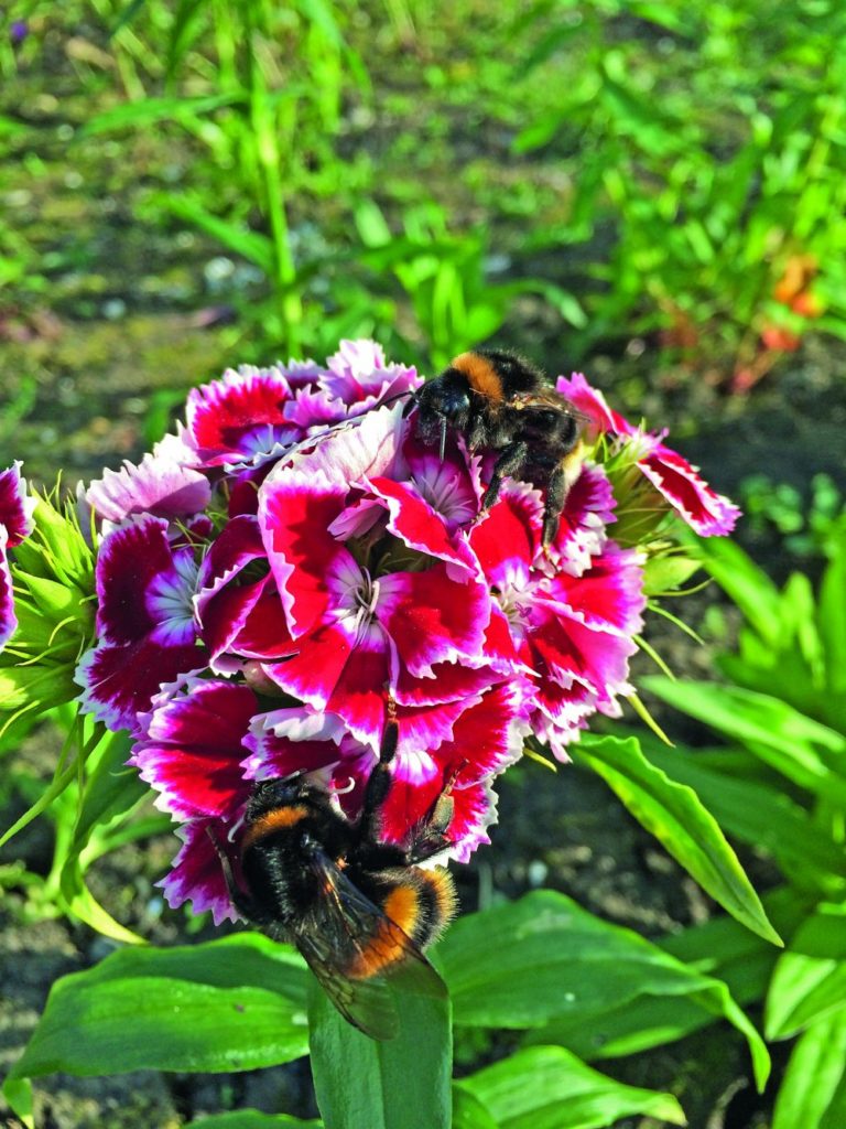 Bees on Sweet William by Sara Wilman