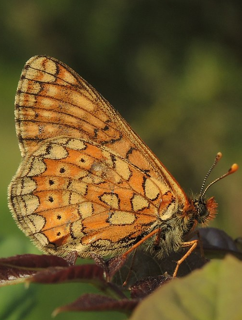 Transition-Marlborough-Temp-Image