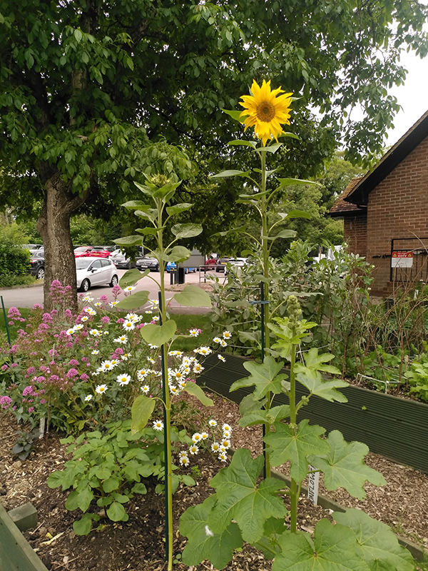 photo of the contents of the marlborough Community Fridge