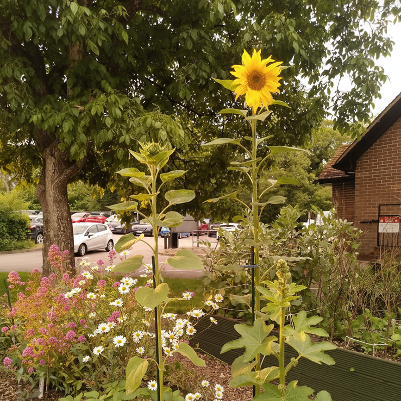 marlborough transition image: fridge and garden