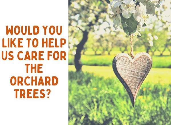 Tree Care for Marlborough's Community Orchard - Feb 15th